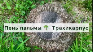 Пень пальмы 🌴 Трахикарпус – Внутренний Мир:  Что же мы увидим, если спилим трахикарпус?