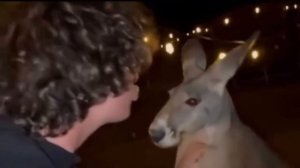 Драка с кенгуру