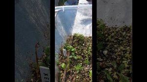 укоренение деревянных черенков гортензии дома, последняя серия, результат ГАЛИСАД ЧЕРЕПОВЕЦ