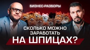 Питомцы, которые приносят деньги: бизнес на померанских шпицах!