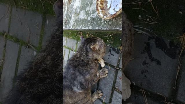 Голодный кот,получил тарелкой по голове смотреть онлайн