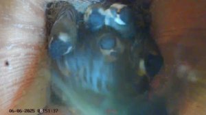 Синичник - День пятьдесят третий (06.06.2025) ФИНАЛ