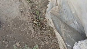 Картошка замëрзла, что же делать с этой бедой?