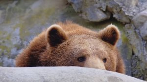 КРАСНОЯРЦЕВ ПРЕДОСТЕРЕГЛИ ОТ ВСТРЕЧИ С МЕДВЕДЯМИ