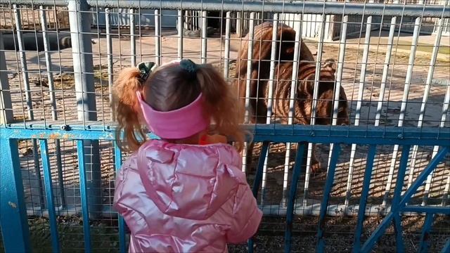 Сборник весёлых и интересных видео для детей 😊