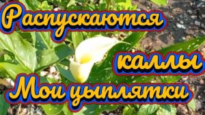 Расцвели каллы.  Мои цыплятки. Жду огурцы и помидоры.