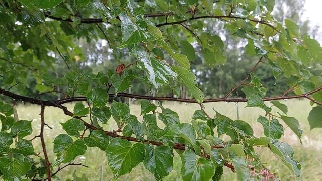 ✨🌧️🧘♀️АСМР магия дождя Белый шум как колыбельна