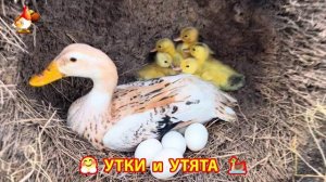 Утки с Утятами гармония во дворе 🦆🤗❣️(45)