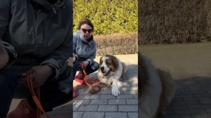 Что такое пищевая агрессия у собак, которые живут в вольерах? Читайте описание ⬇️