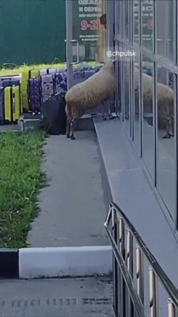 🐏 Барашек заблудился на улице Розы Люксембург