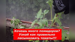 Пасынкование томатов: Враг или друг вашего урожая? #овощи #томаты #пасынкование