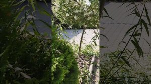 Ива Хакура Нишики. Надо ли сажать в свой сад?