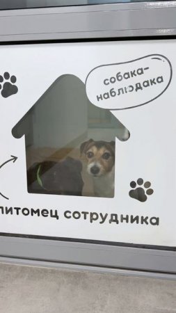 Собаки сотрудников