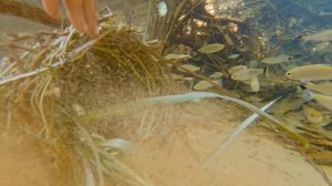 Река Ориноко