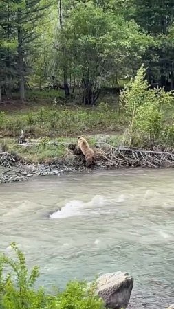 Медведица с медвежатами