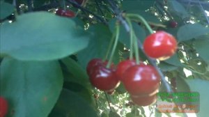 ПОСПЕЛА ВИШНЯ В МОЁМ САДУ! И СПЕТЬ ХОЧЕТСЯ!