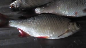 РЫБАЛКА НЕ ВЕСЬ СИЛИКОН ДЛЯ НЕЁ ПОДХОДИТ И ЕЩЁ КОЕ ЧТО