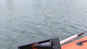 NS Marine 9.8 макс скорость на винте Solas 8 шага. 2 положение трима.
