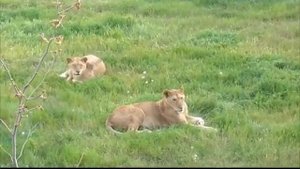 Юный прайд во всей красе #Парк львов Тайган #тайган #львы