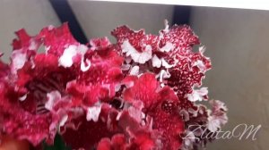 Стрептокарпус ZM-Килиманджиро (варианты цветения)