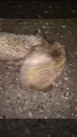 Жёсткая драка ежей, не для слабонервных