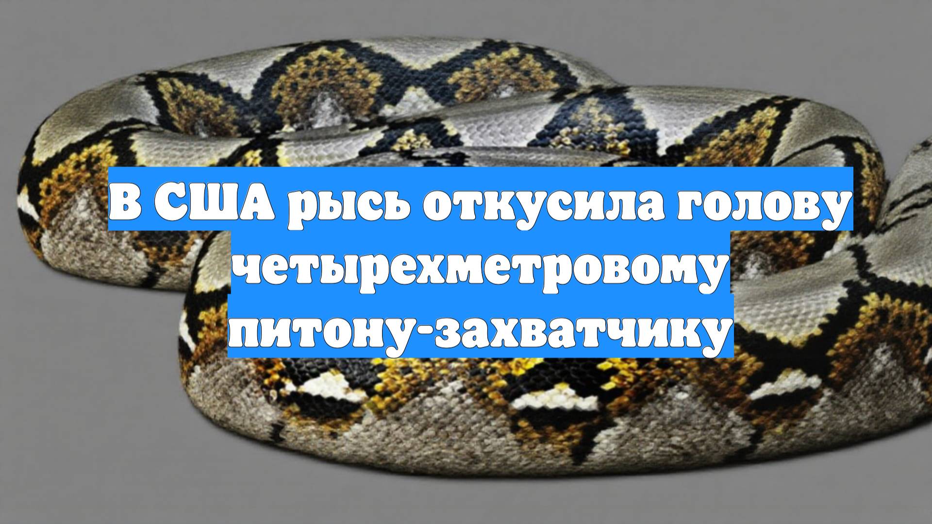В США рысь откусила голову четырехметровому питону-захватчику
