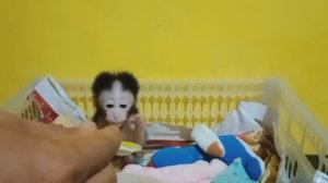 Обезьянка крошка сиротка нашлась малютка В приюте живёт в ящике окрепла Учат есть кашу с ложки пить