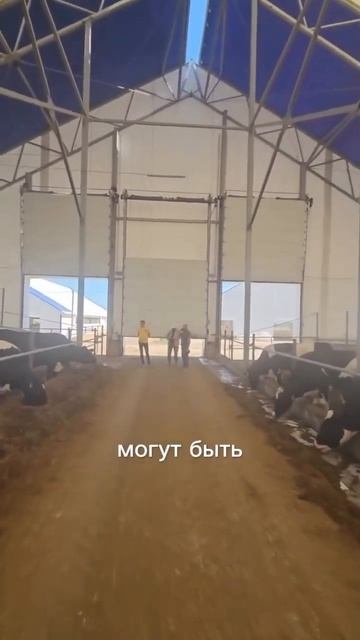 Коровники из тентовых ангаров смотреть онлайн