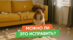 Почему собаки разрушают дом? 4 причины и как это исправить