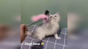 Кошки используют 100% мозга