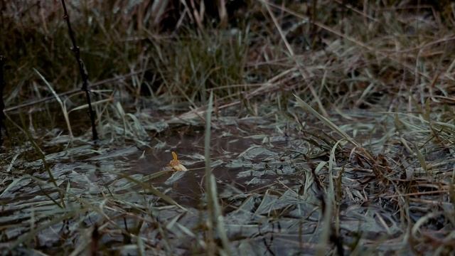 Stalker History of the Zone - Сталкер Історія Зони - Stalker Geschichte der Zone смотреть онлайн