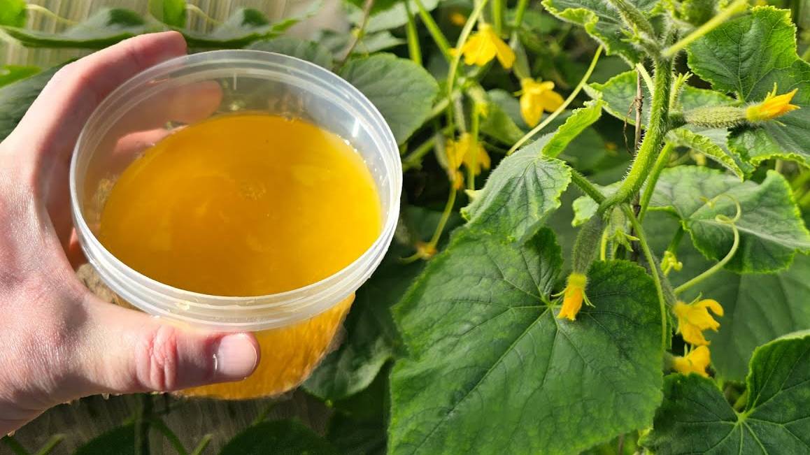 🍀 Огурцы — зелёные, хрустящие, без желтизны! Чем подкормить в июне.