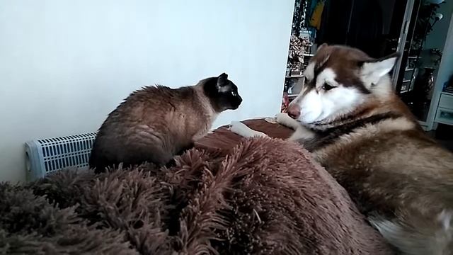 Хасюшка девчушка Эмма и сиамская кошка! Смешные хаски!