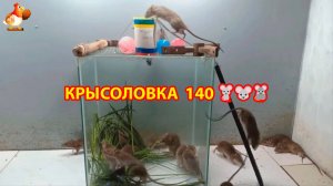 Крысоловка вариант (140) 🐀 Как сделать крысоловку своими руками и поймать кучу крыс 🐀🐁🐀