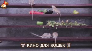 Видео для кошек про крысок развлекать питомцев 🐭🐀😂 (146)