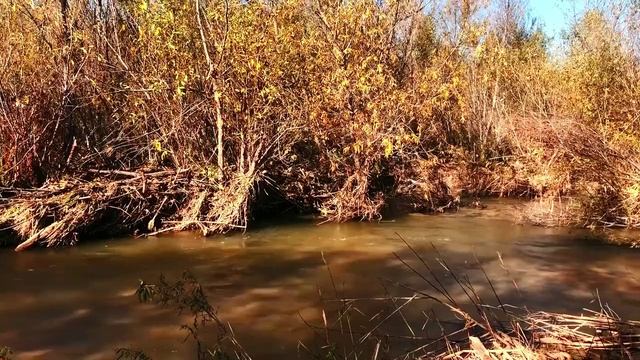 Природная релаксация. Звуки разлившейся по весне реки. Трава и прибрежная чаща леса.
