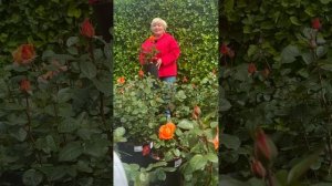 Чтобы ваши розы радовали вас как можно дольше, им нужны уход и забота.