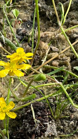 Папоротник