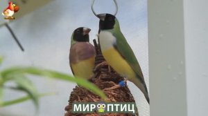 Мир птиц – красота и грация пернатых созданий Природы 🦩🦚🦜 Выпуск (190) 🦉🐦🐤