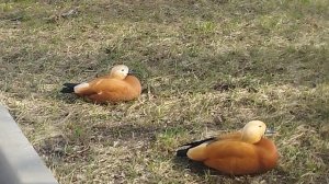 Утка мама и дочь