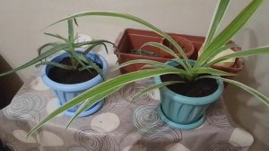 Пересадила Цветы в новые горшки 🌺