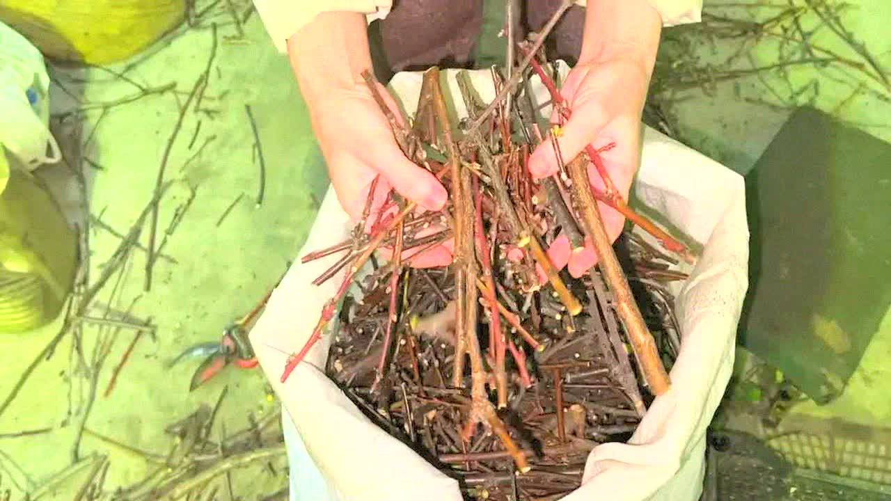 Собираю ветки вишни мешками – вот зачем! Укрепляю иммунитет, избавляюсь от отёков и недержания!