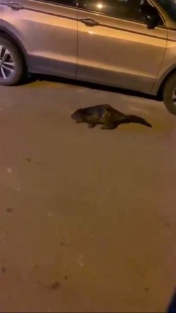 Ондатра в Вологде
