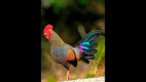 Как кукарекает петух