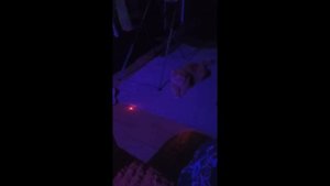 Игрушка лазер для кота на Ардуино как семки шёлкать