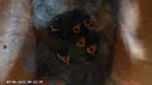 Синичник - День пятидесятый (03.06.2025) часть 1