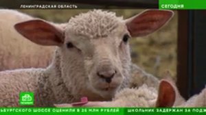 Репортаж НТВ об Экоферме Семейная от 06.06.2025