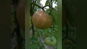 Помидор(а) Сызранская ранняя розовая