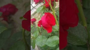 Самая красивая роза.