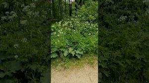 Поле, русское поле